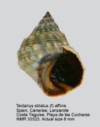 Tectarius striatus (f) affinis